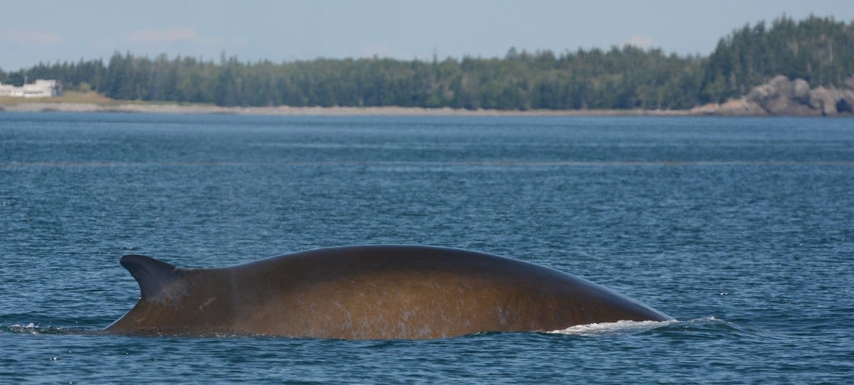 finback whale 