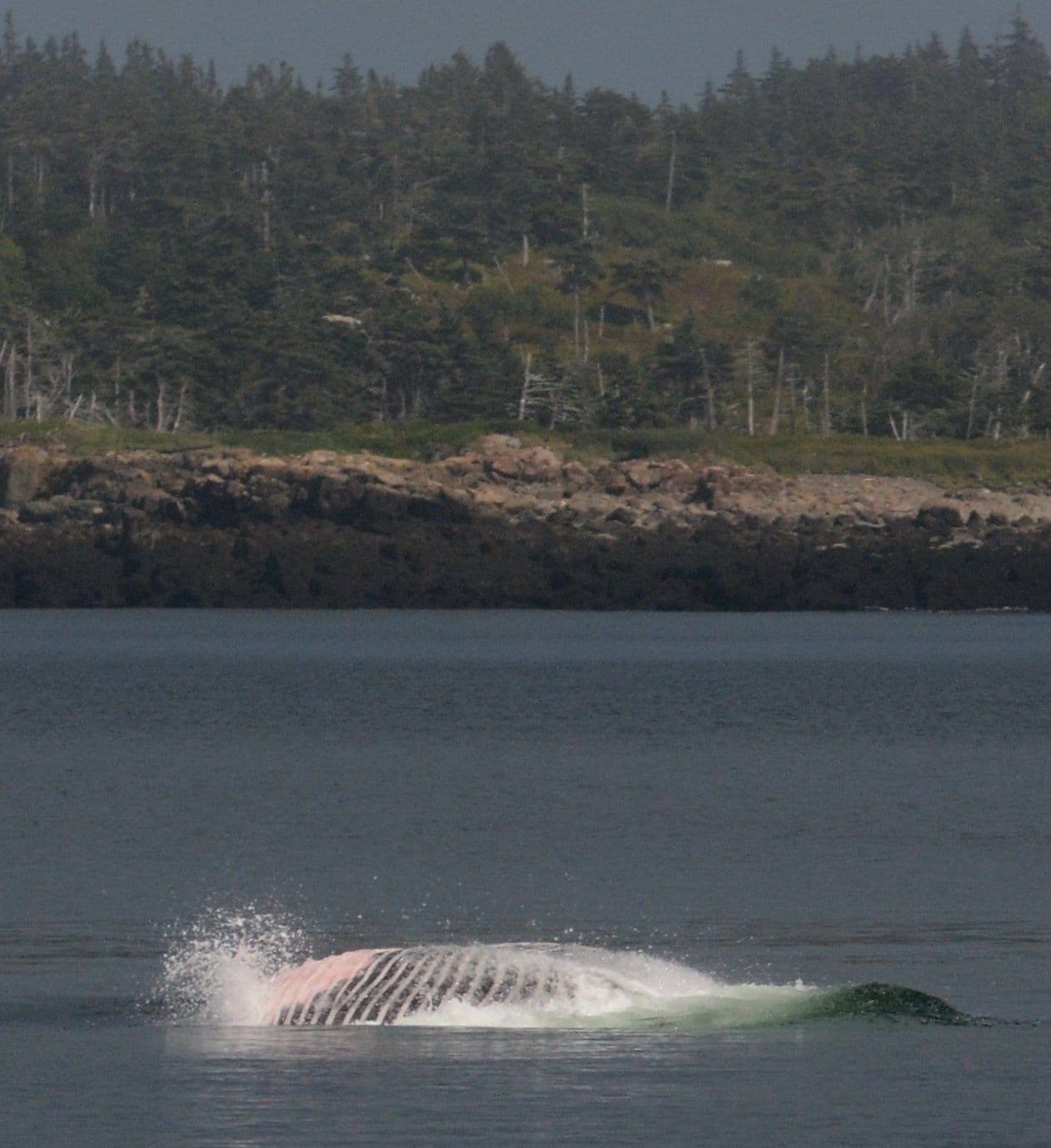 Fin whale lunge feeding upside down