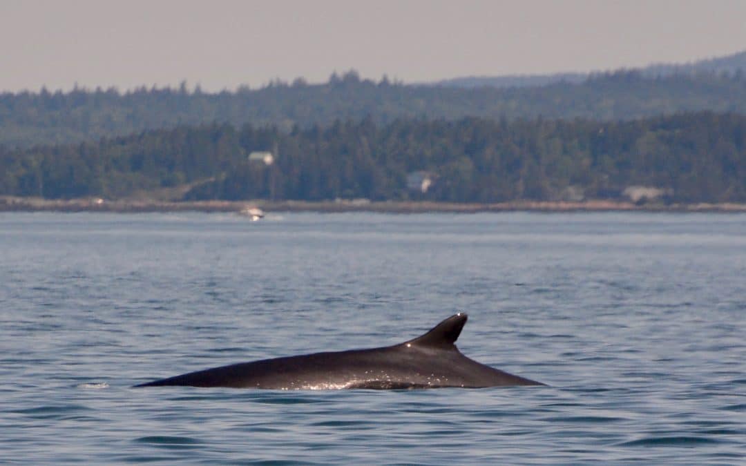 Mom and calf fin whale pair