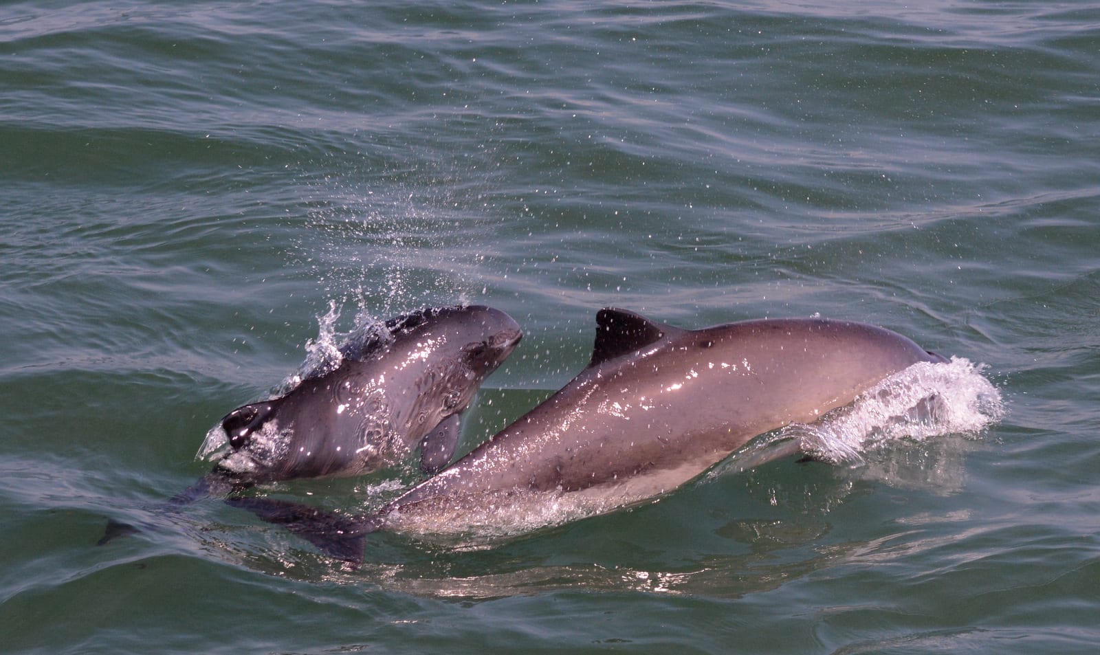 harbour porpoise mom and calf pair 