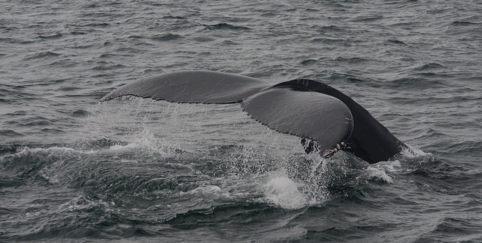 beautiful humpback fluke