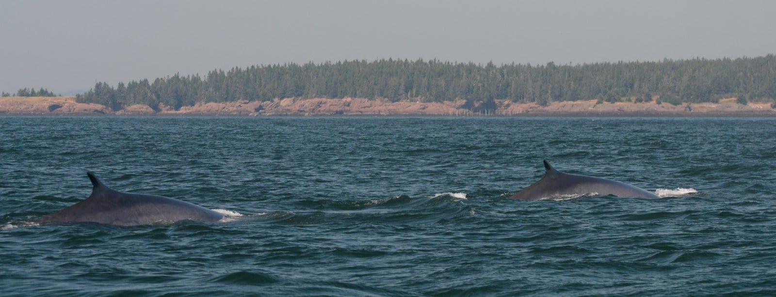 pair of fin whales 