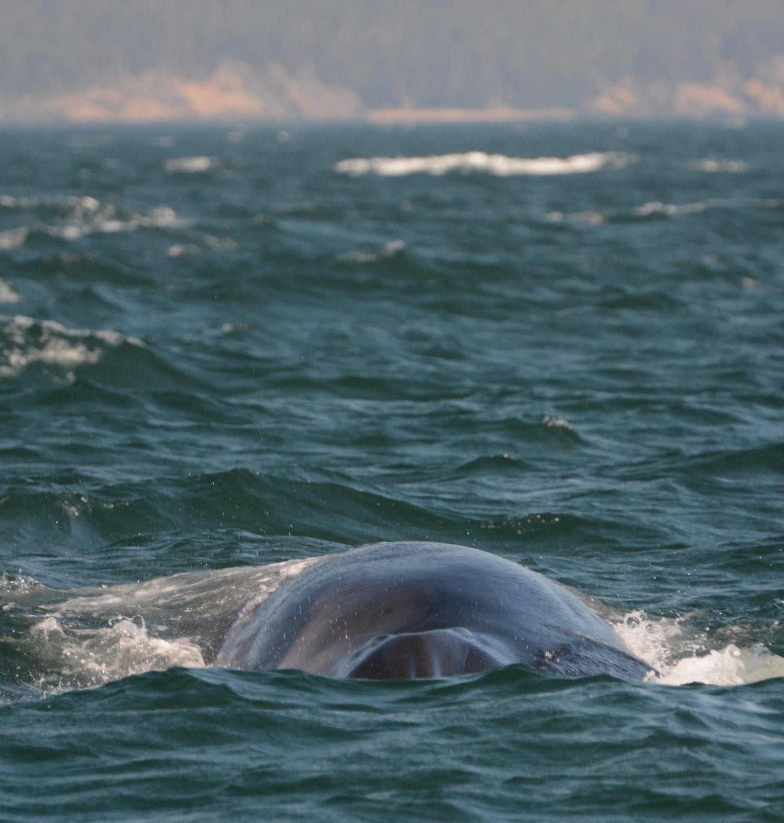 fin whale approaching the Quoddy Link 