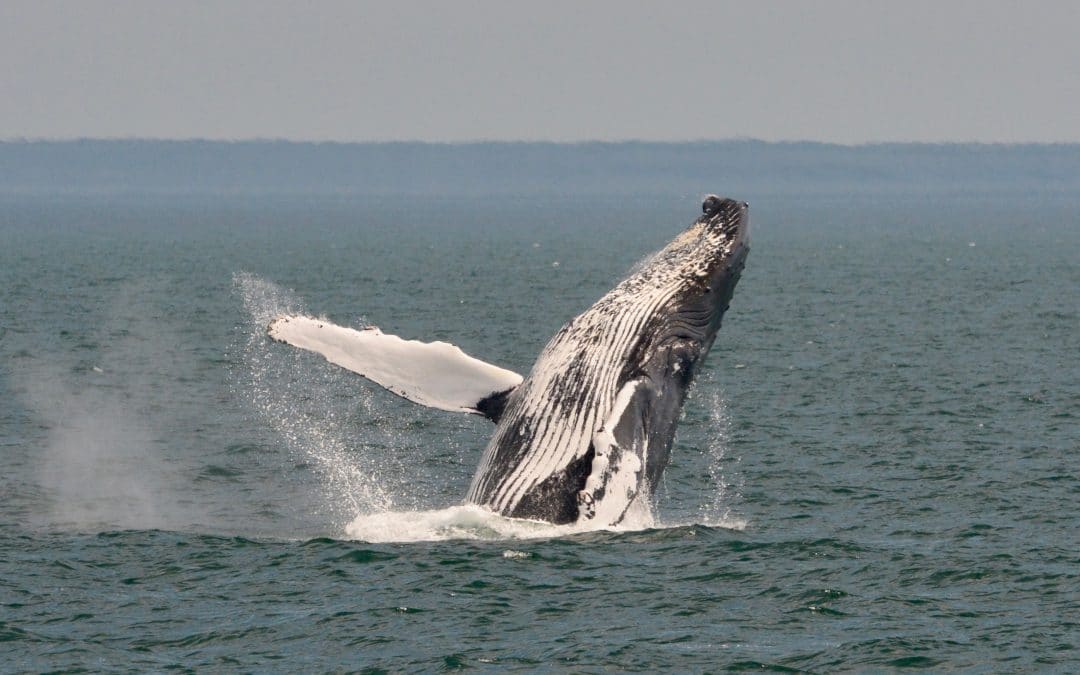 Humpbacks Continue to Amaze Offshore – July 20, 2019