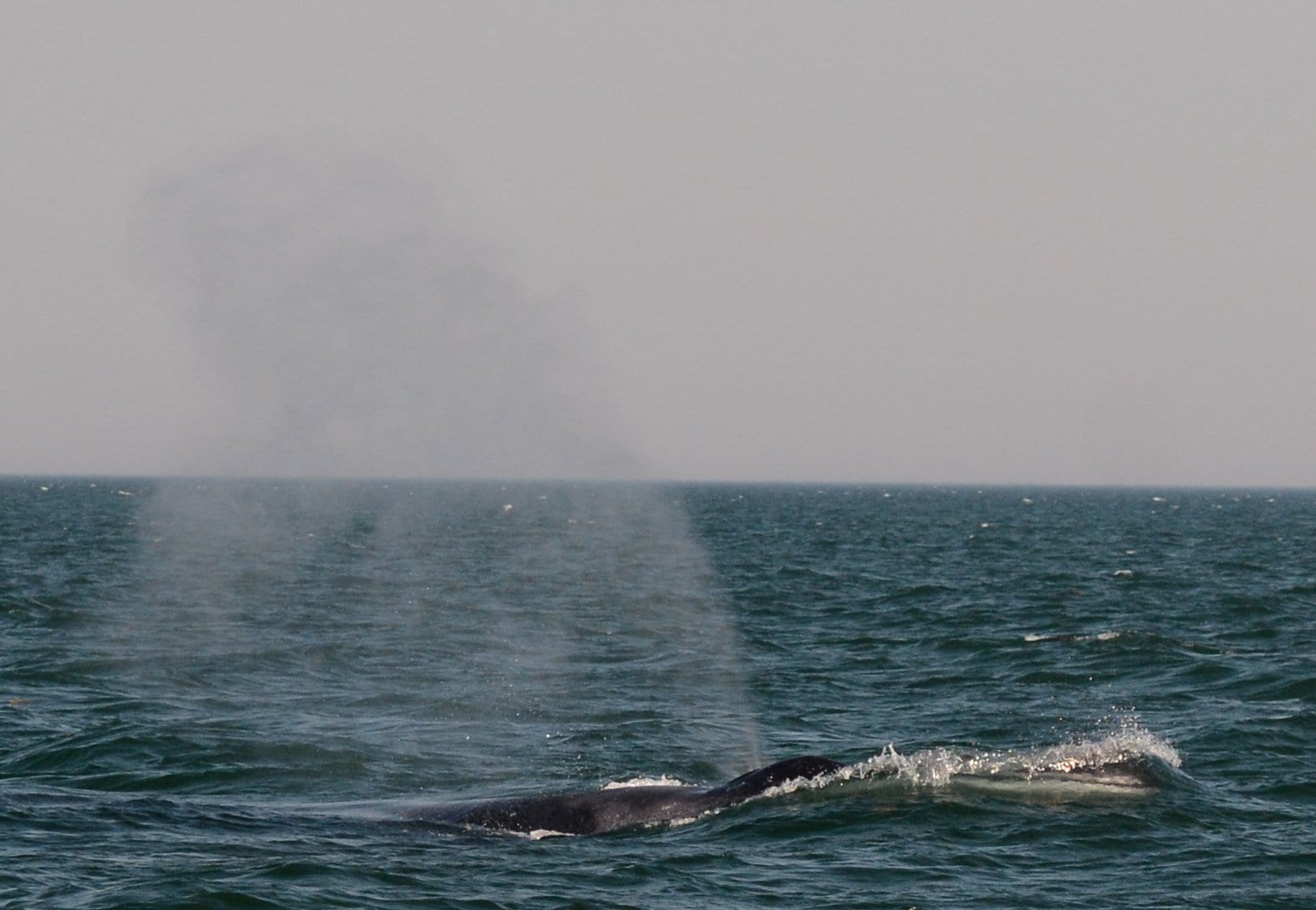Fin whale surfacing 