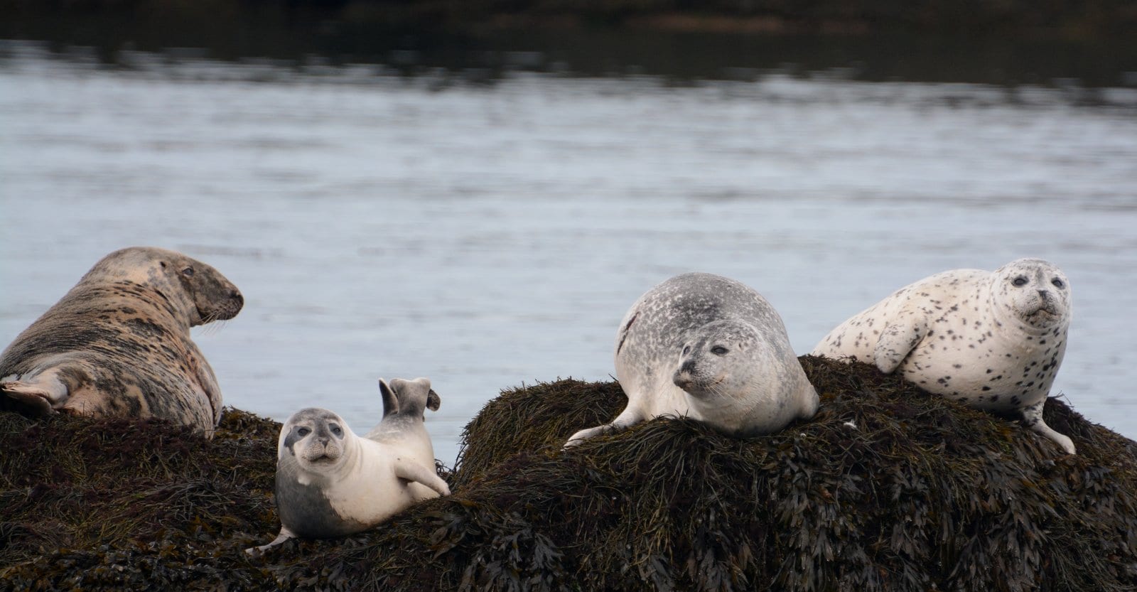Grey and harbour seals 