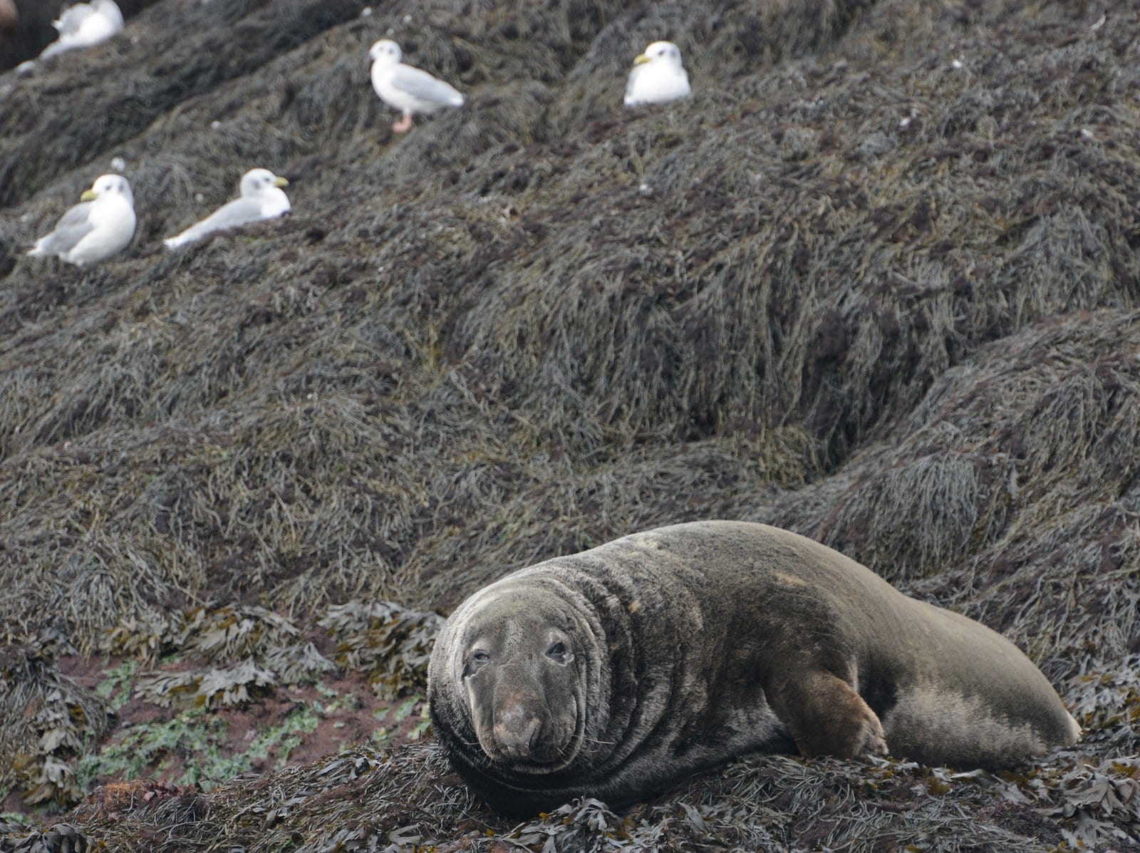male grey seal 