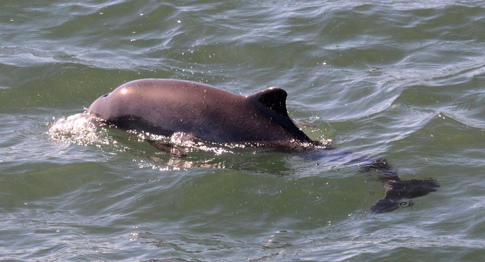 harbour porpoise, check out the eye 