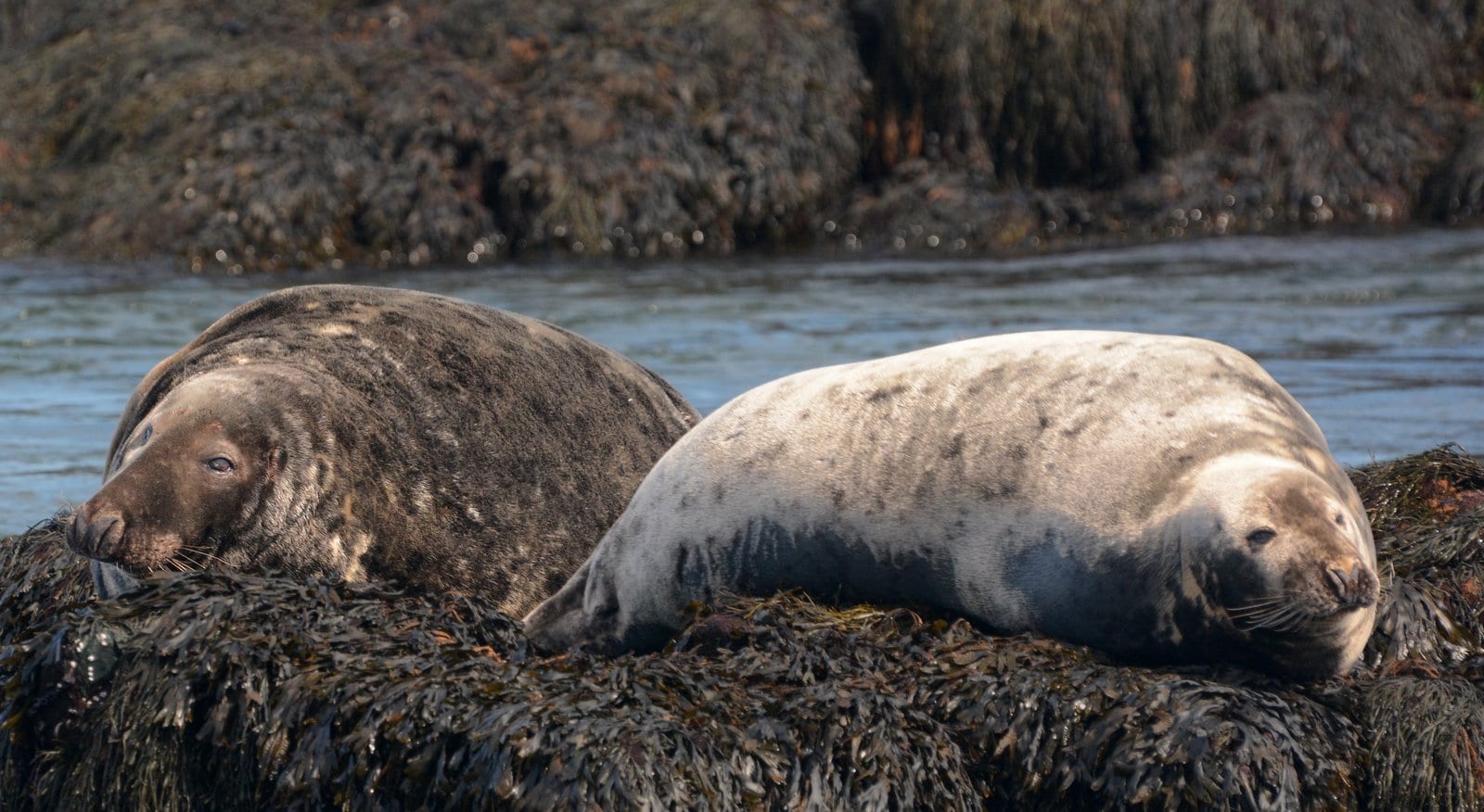 male and female grey seals 