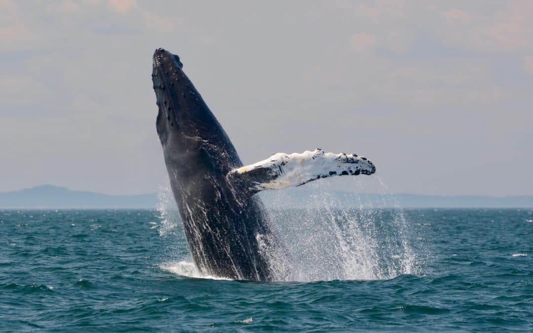 More humpbacks offshore – July 27, 2019