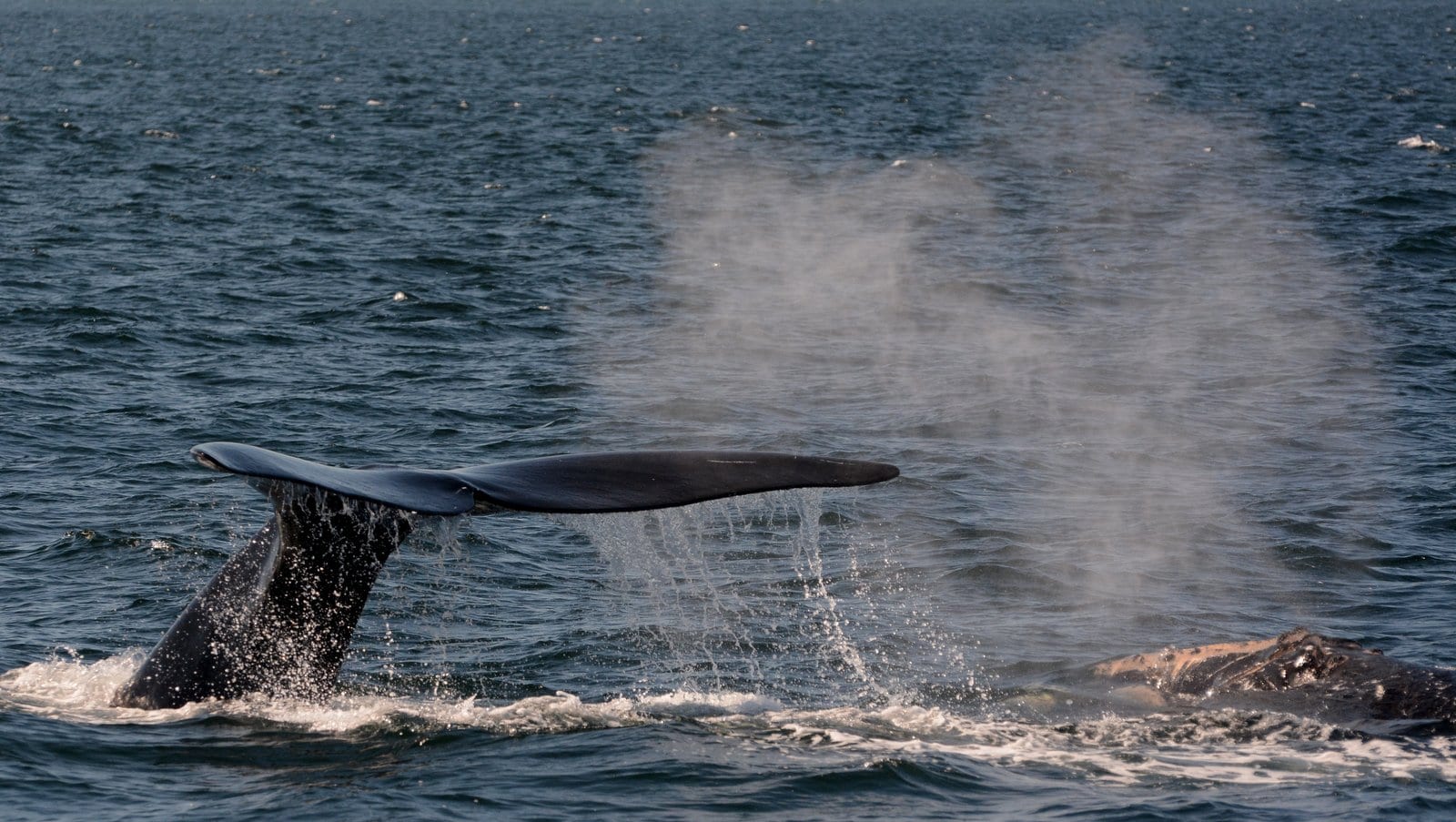 pair of North Atlantic right whales