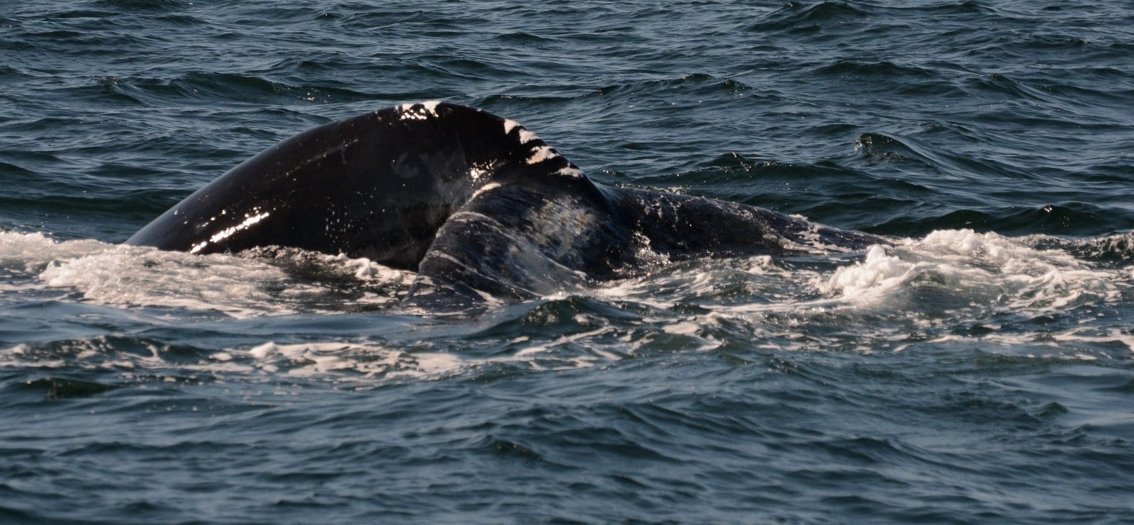 right whale, look at those scars 