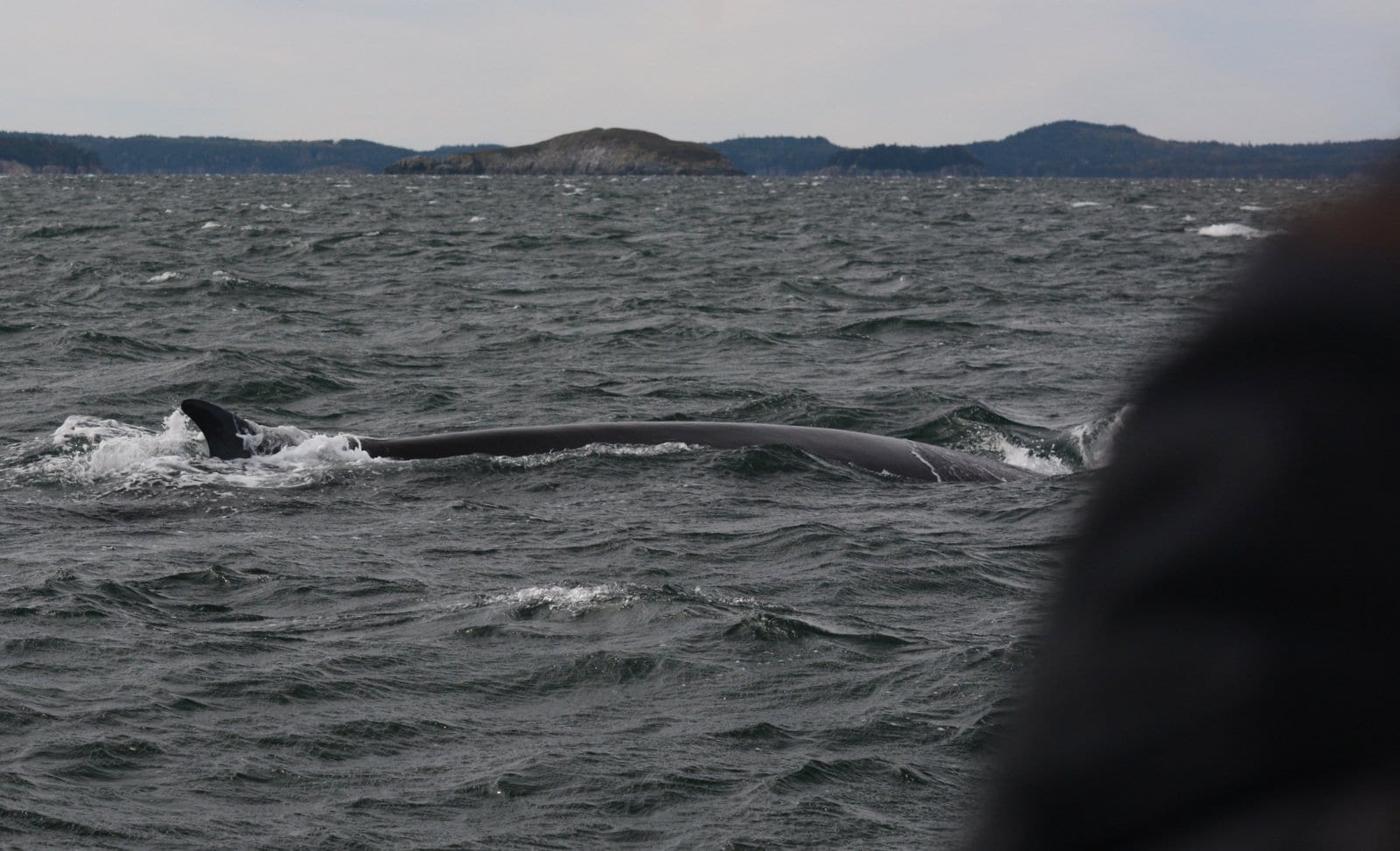 photographing fin whales from the lower deck 