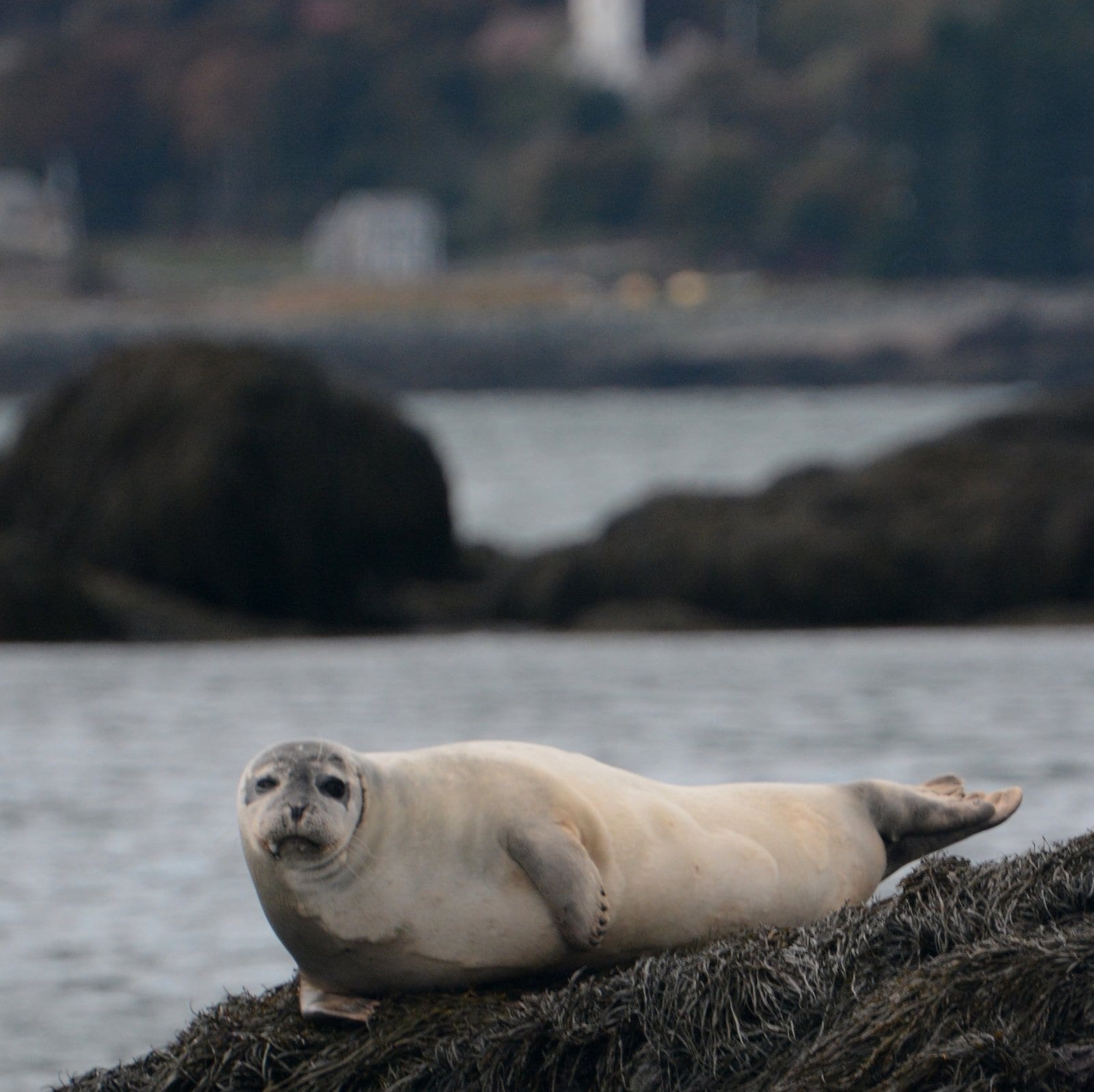 harbour seal 