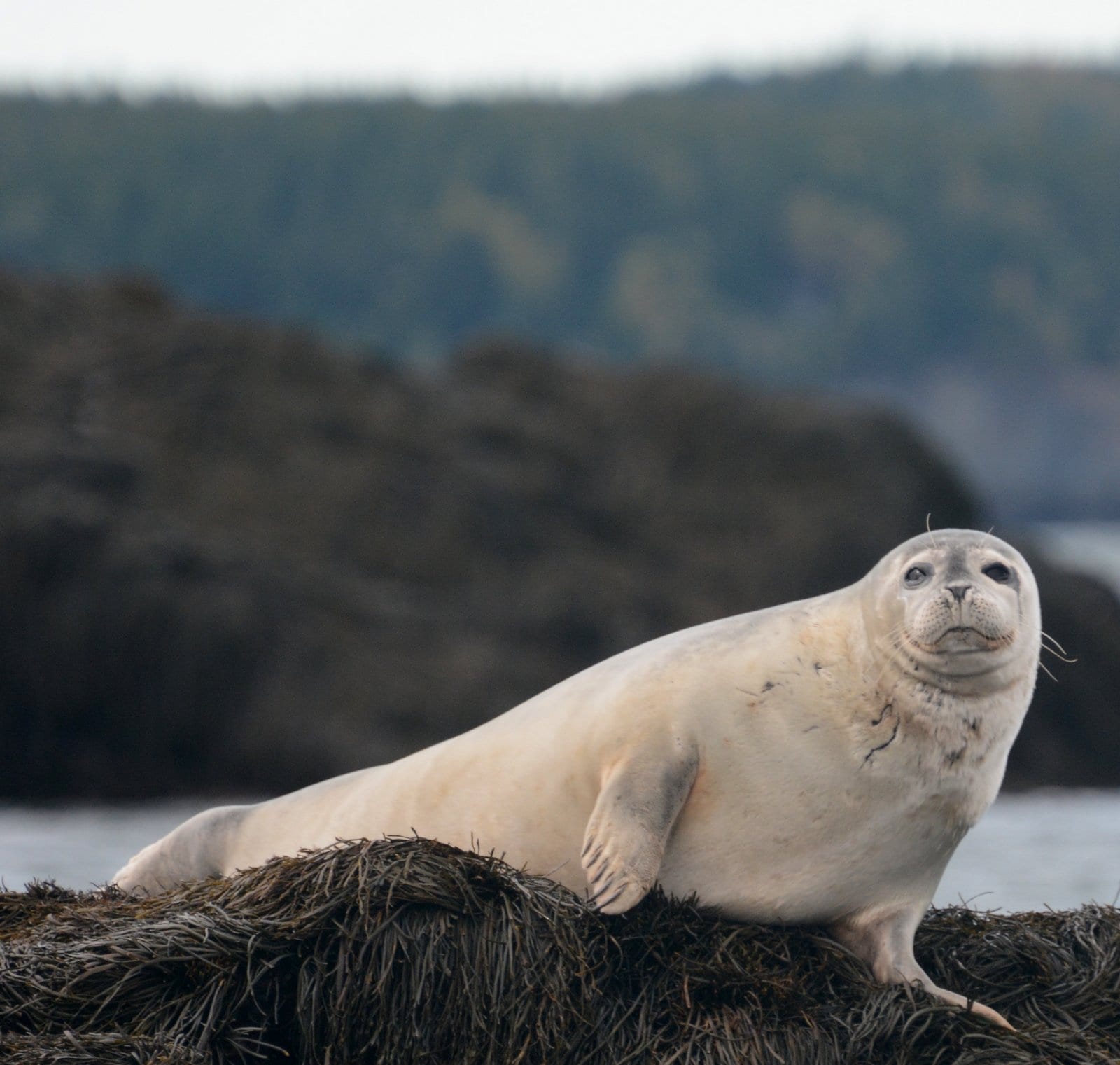 harbour seal  