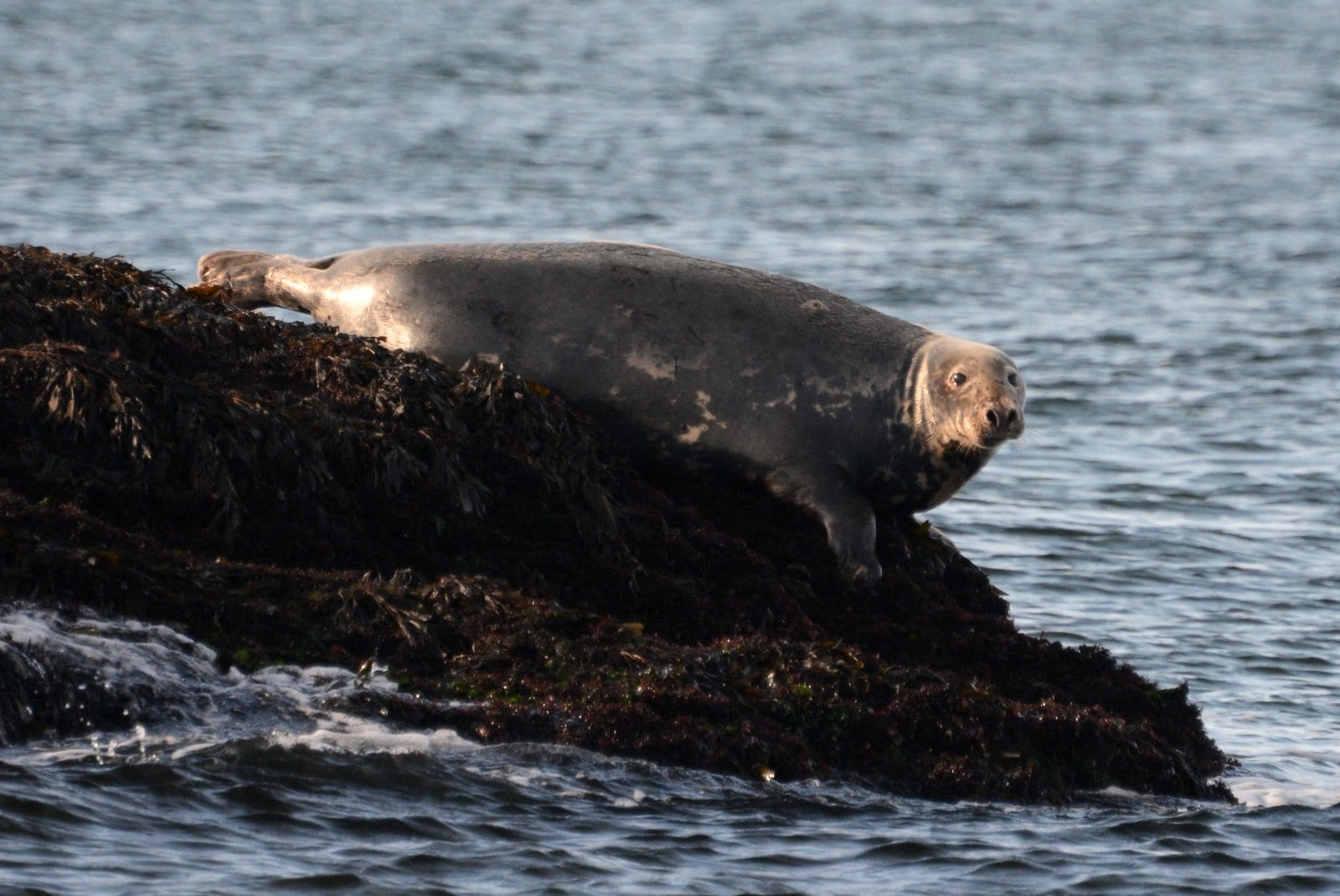 female grey seal 