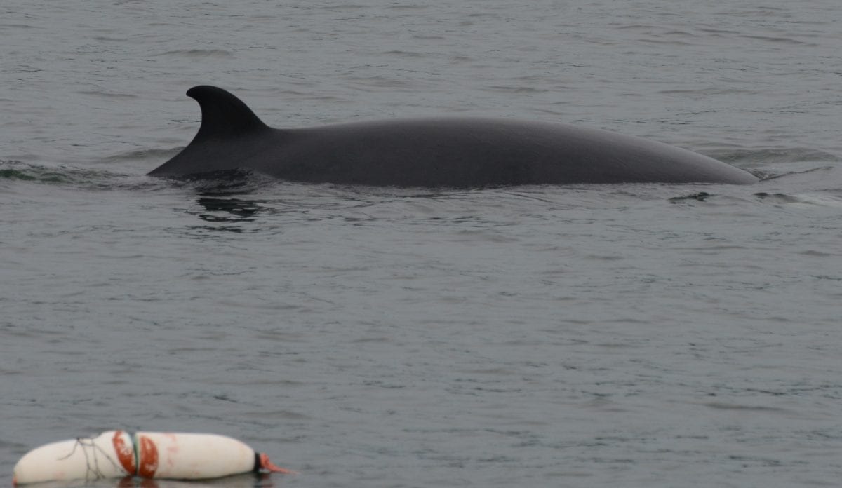 Minke whale and lobster buoy  July 1/15