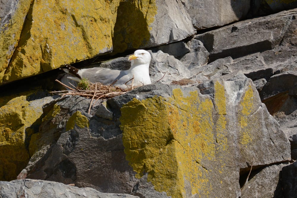 Herring gull nesting on Whitehorse island
