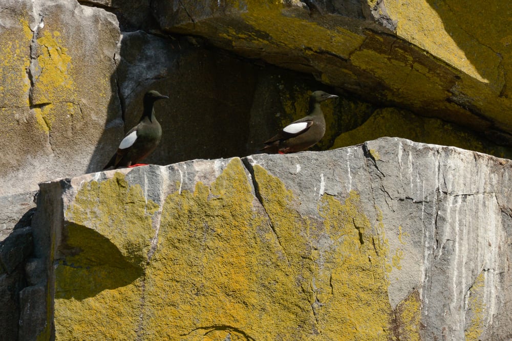 Black guillemots at nest entrance on Whitehorse island