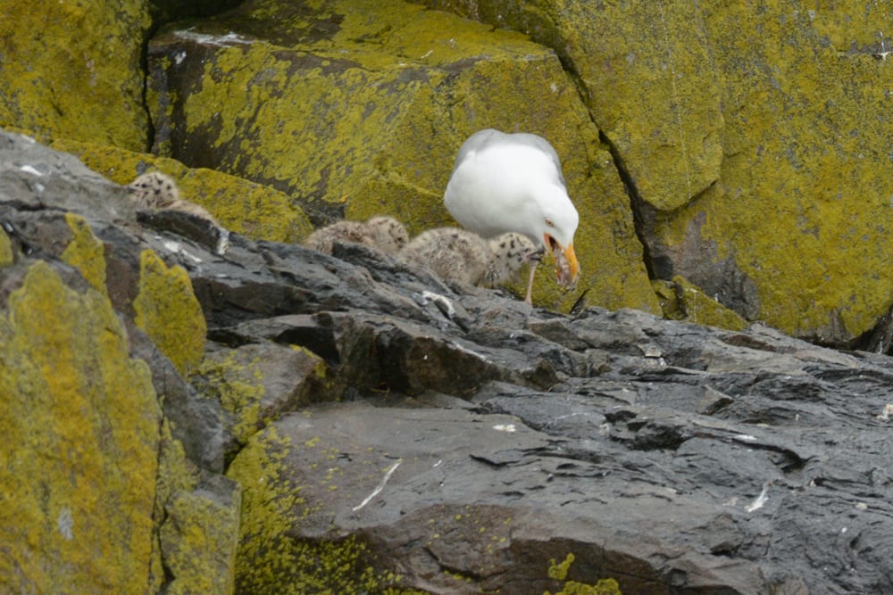 Herring gull regurgitating food for chicks on Whitehorse island 