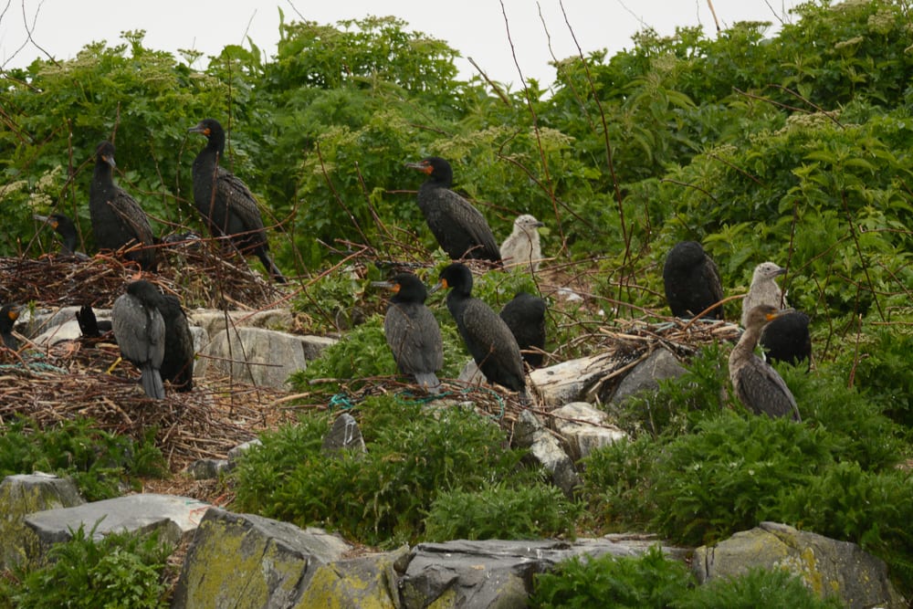 Nesting double-crested cormorants on Whitehorse. Great black-backed gull chicks in background 