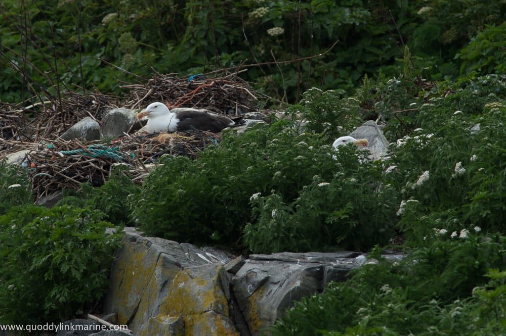 Great black-backed gull in empty cormorant nest on Whitehorse Island