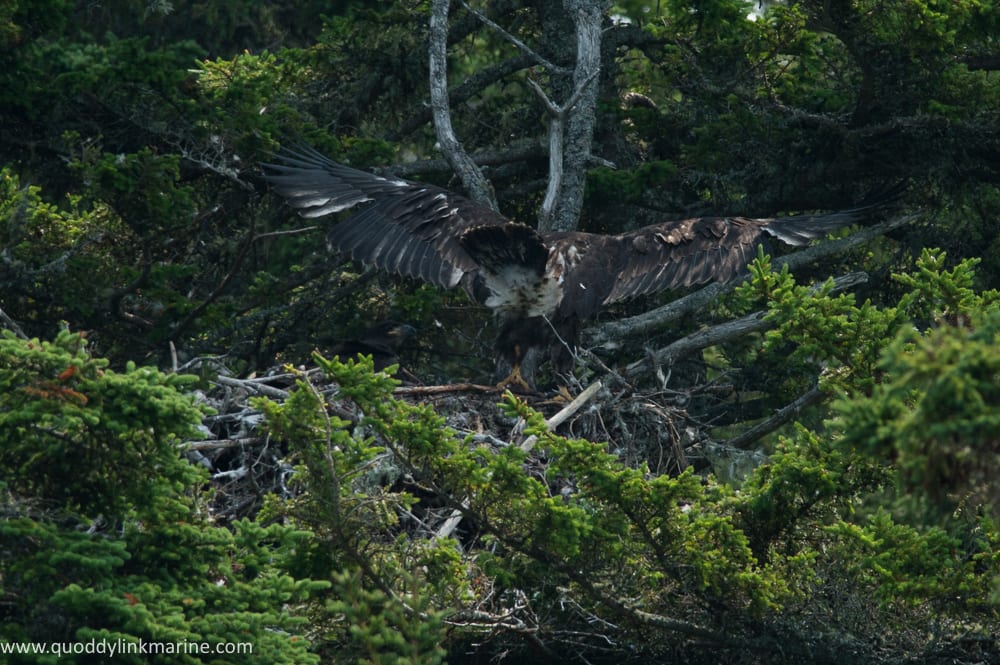 Bald eagle chick testing wings on Spruce Island