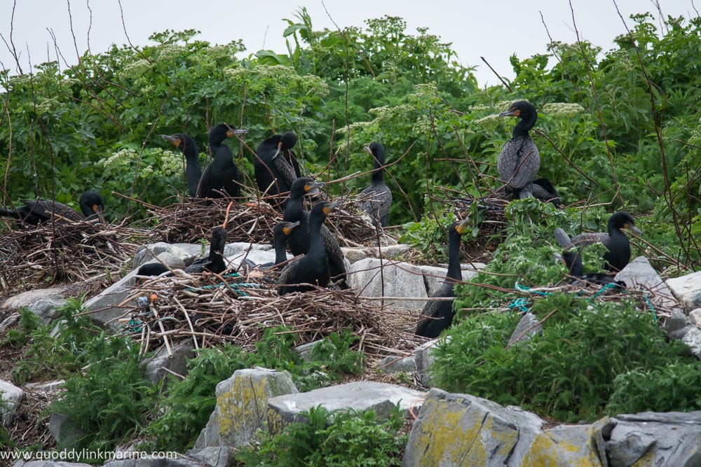 Double-crested cormorants nesting on Whitehorse Island