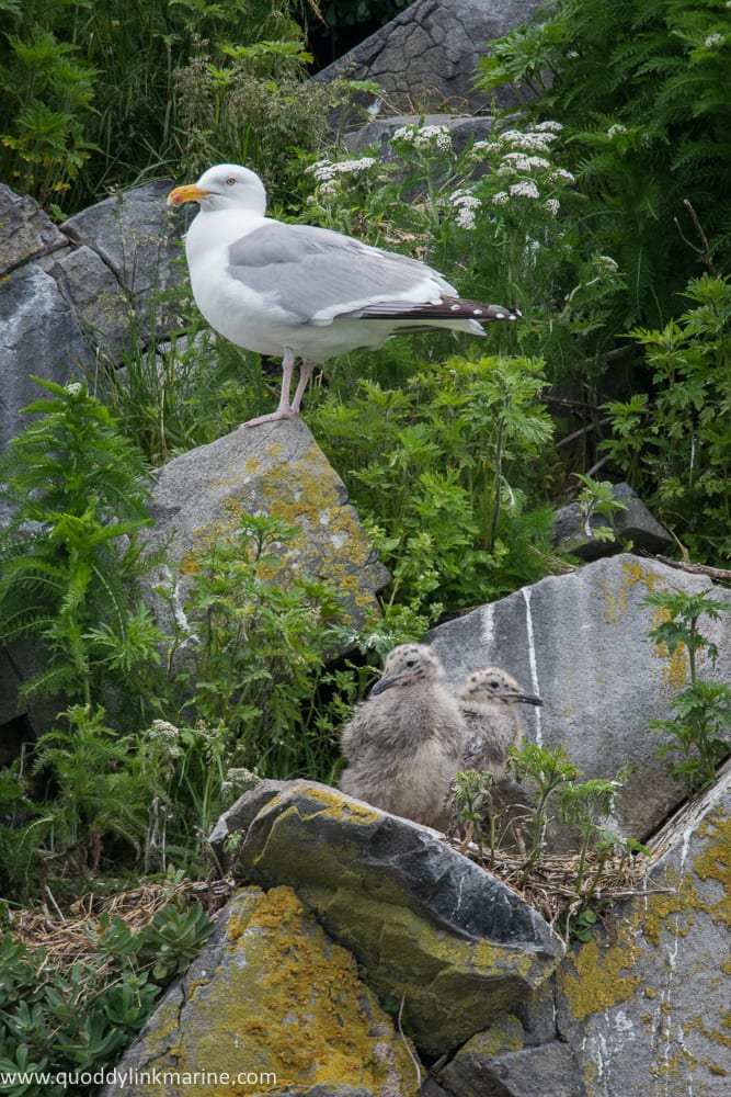 Herring gull with chicks on Whitehorse Island