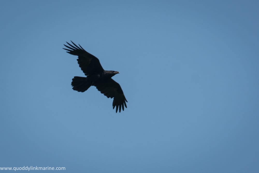 Common raven flying over Whitehorse Island
