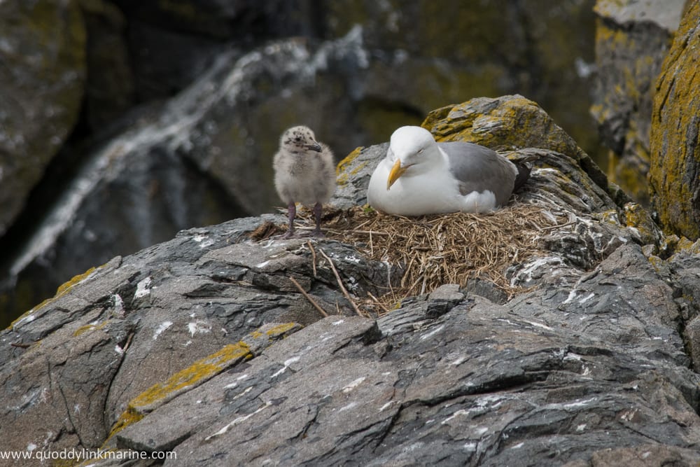 Nesting herring gull and chick on Whitehorse Island