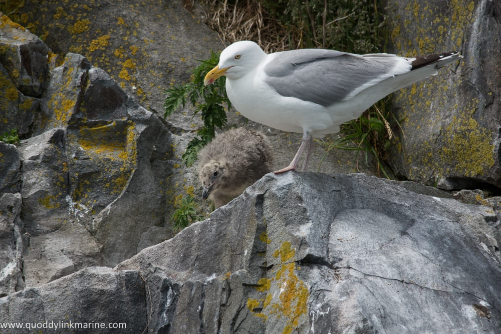 Herring gull with chick on Whitehorse Island