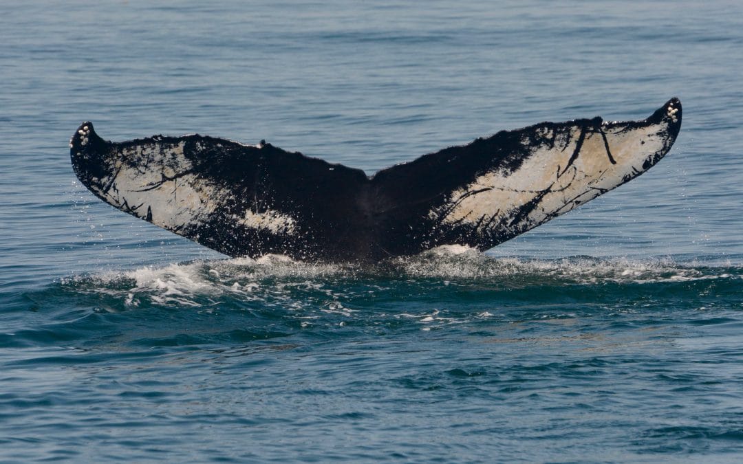 Another day with humpbacks offshore – August 4, 2019
