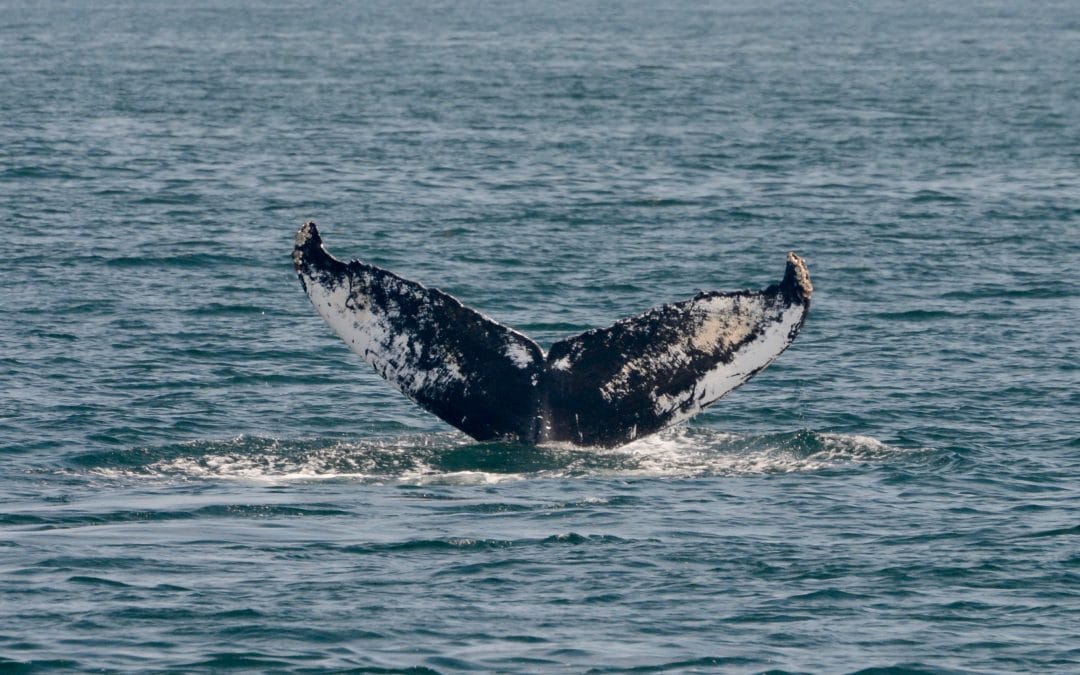 The wonderful whale watching of 2019 continues – August 12, 2019