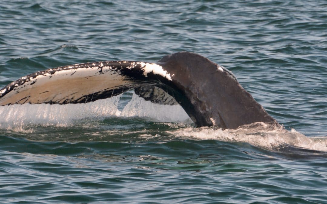 Whale watching continues to be great – August 28, 2019