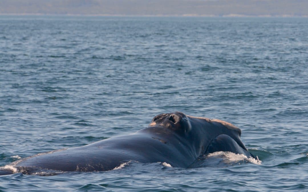 The whales have been RIGHT amazing – September 5, 2019