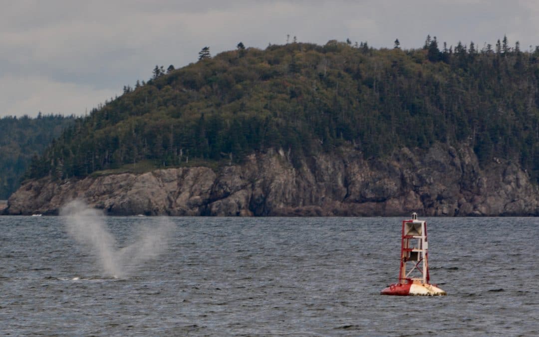 The whales are still RIGHT amazing! – September 13, 2019