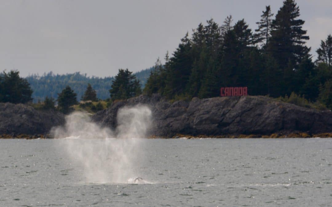 The great whale watching continues! – September 22, 2019