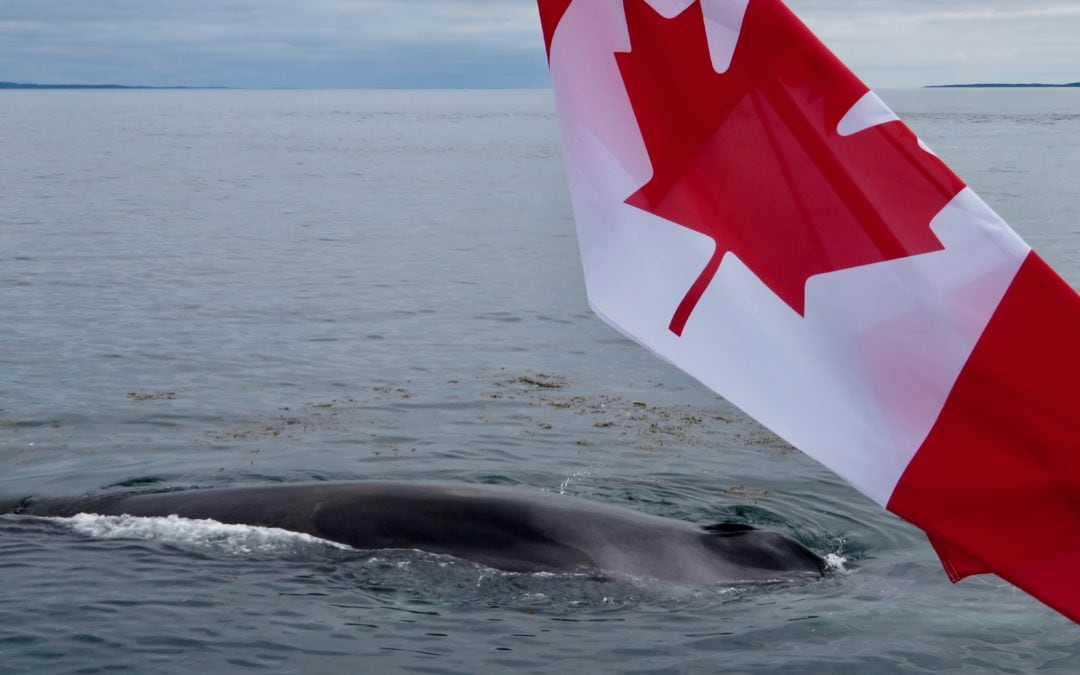 Another FINtastic day on Fundy – Thursday July 16, 2020