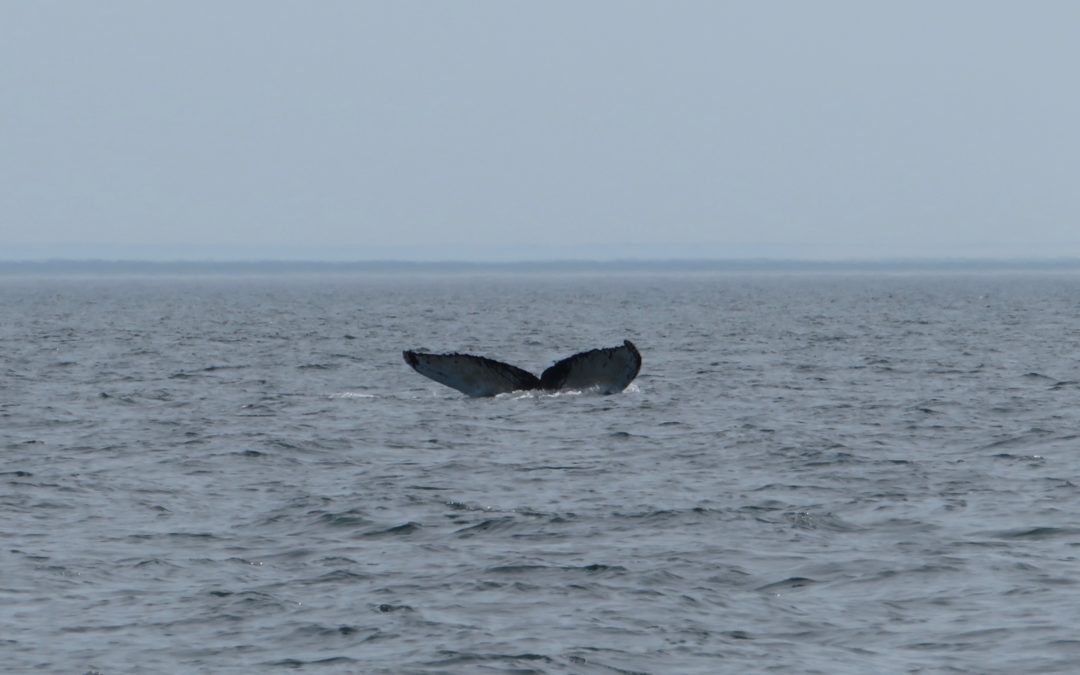 First HUMPBACK of our 2020 season! – Friday August 7, 2020