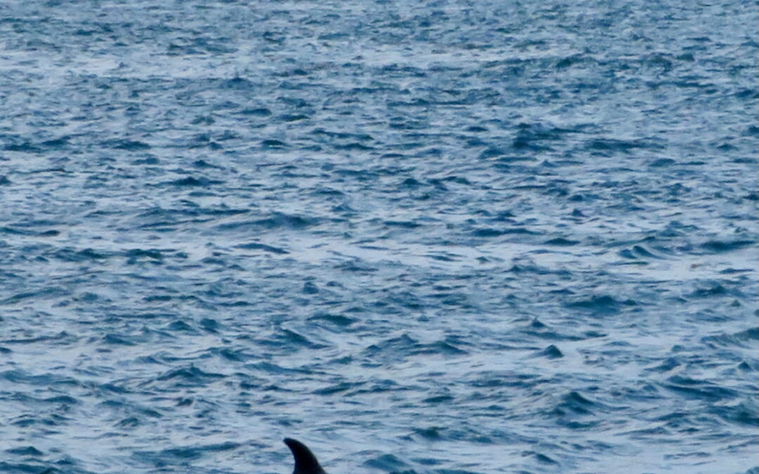 Another Nature Cruise – June 11, 2025