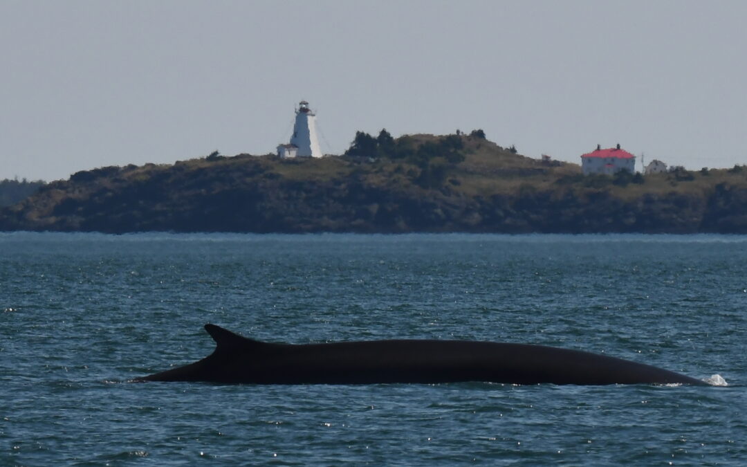 Minke magic continues and a few FINtastic sightings – August 4, 2025