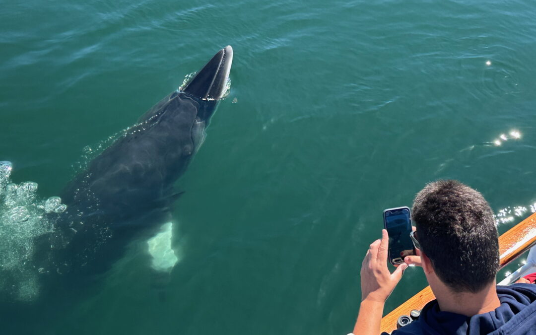 The FINtastic finback and minke sightings continue – August 18, 2025